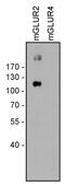 Glutamate Metabotropic Receptor 2 antibody, 720275, Invitrogen Antibodies, Western Blot image 