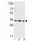 Annexin A5 antibody, F49706-0.4ML, NSJ Bioreagents, Western Blot image 