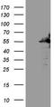 SAM Domain, SH3 Domain And Nuclear Localization Signals 1 antibody, LS-C794615, Lifespan Biosciences, Western Blot image 