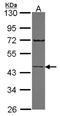 Semenogelin-1 antibody, NBP2-20292, Novus Biologicals, Western Blot image 