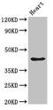 Parvin Alpha antibody, CSB-PA868328LA01HU, Cusabio, Western Blot image 