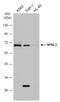 NPR3 Like, GATOR1 Complex Subunit antibody, GTX133574, GeneTex, Western Blot image 