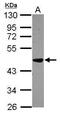 Branched Chain Keto Acid Dehydrogenase Kinase antibody, PA5-31455, Invitrogen Antibodies, Western Blot image 