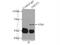 Zinc Finger Protein 571 antibody, 25302-1-AP, Proteintech Group, Immunoprecipitation image 