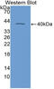 Insulin Like 3 antibody, abx130222, Abbexa, Western Blot image 