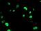Uracil DNA Glycosylase antibody, MA5-25680, Invitrogen Antibodies, Immunocytochemistry image 
