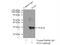 Inhibitor Of Growth Family Member 1 antibody, 16185-1-AP, Proteintech Group, Immunoprecipitation image 