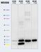 ATP Synthase Inhibitory Factor Subunit 1 antibody, ab110277, Abcam, Western Blot image 