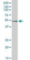 Ras Related GTP Binding B antibody, H00010325-D01P, Novus Biologicals, Western Blot image 