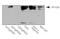 Egl-9 Family Hypoxia Inducible Factor 1 antibody, NB100-138, Novus Biologicals, Western Blot image 