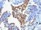 Napsin A Aspartic Peptidase antibody, M05685-1, Boster Biological Technology, Immunohistochemistry frozen image 