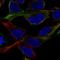 Neurofilament Medium antibody, NBP1-87754, Novus Biologicals, Immunofluorescence image 