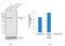 Paxillin antibody, MA5-13356, Invitrogen Antibodies, Western Blot image 