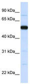 THUMP Domain Containing 2 antibody, TA346841, Origene, Western Blot image 