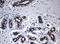Nibrin antibody, LS-C175615, Lifespan Biosciences, Immunohistochemistry paraffin image 