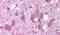 Neuropeptide Y Receptor Y2 antibody, PA5-33990, Invitrogen Antibodies, Immunohistochemistry frozen image 