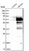 HEXIM P-TEFb Complex Subunit 1 antibody, NBP1-85559, Novus Biologicals, Western Blot image 