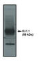 Potassium Voltage-Gated Channel Subfamily A Member 1 antibody, MBS396013, MyBioSource, Western Blot image 
