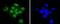 Small Ubiquitin Like Modifier 3 antibody, A05193-1, Boster Biological Technology, Immunocytochemistry image 