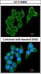 Cystatin-S antibody, GTX100690, GeneTex, Immunofluorescence image 