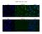 Cleavage And Polyadenylation Specific Factor 6 antibody, PA5-41830, Invitrogen Antibodies, Immunofluorescence image 