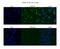 Cleavage And Polyadenylation Specific Factor 6 antibody, PA5-41830, Invitrogen Antibodies, Immunofluorescence image 