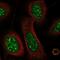 Cysteine Rich Protein 3 antibody, NBP1-88762, Novus Biologicals, Immunocytochemistry image 