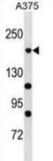 RPA194 antibody, abx030684, Abbexa, Western Blot image 