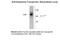 Solute Carrier Family 6 Member 3 antibody, 50-205, ProSci, Western Blot image 