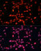 Fibroblast Growth Factor 2 antibody, 13-095, ProSci, Immunofluorescence image 
