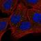 Oxidation Resistance 1 antibody, NBP1-86391, Novus Biologicals, Immunofluorescence image 