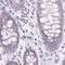 Synaptopodin 2 Like antibody, NBP2-33741, Novus Biologicals, Immunohistochemistry frozen image 