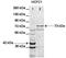 Host Cell Factor C1 antibody, TA343526, Origene, Western Blot image 