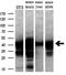 SET Domain Containing 7, Histone Lysine Methyltransferase antibody, M02793-1, Boster Biological Technology, Western Blot image 