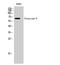 Glypican 5 antibody, STJ93299, St John