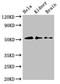Inositol hexakisphosphate kinase 1 antibody, LS-C678368, Lifespan Biosciences, Western Blot image 