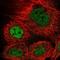 KAT8 Regulatory NSL Complex Subunit 3 antibody, NBP2-55131, Novus Biologicals, Immunofluorescence image 