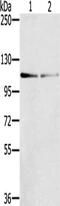 Dual Serine/Threonine And Tyrosine Protein Kinase antibody, CSB-PA846981, Cusabio, Western Blot image 