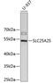 Solute Carrier Family 25 Member 25 antibody, 19-089, ProSci, Western Blot image 