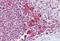 Double PHD Fingers 2 antibody, MBS243893, MyBioSource, Immunohistochemistry paraffin image 