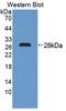 Proline Dehydrogenase 1 antibody, LS-C374645, Lifespan Biosciences, Western Blot image 