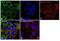 Citrate Synthase antibody, PA5-22126, Invitrogen Antibodies, Immunofluorescence image 