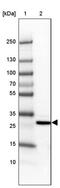 Muscleblind Like Splicing Regulator 3 antibody, PA5-51603, Invitrogen Antibodies, Western Blot image 