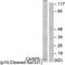 Caspase 5 antibody, LS-C121053, Lifespan Biosciences, Western Blot image 