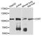 Adhesion G Protein-Coupled Receptor E5 antibody, A3780, ABclonal Technology, Western Blot image 