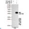 Glycogen Synthase Kinase 3 Beta antibody, LS-C814082, Lifespan Biosciences, Immunoprecipitation image 