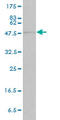 Signal Transducer And Activator Of Transcription 4 antibody, LS-B5539, Lifespan Biosciences, Western Blot image 