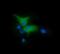 Protein Tyrosine Kinase 2 antibody, NBP2-45923, Novus Biologicals, Immunofluorescence image 