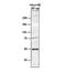 RB Binding Protein 4, Chromatin Remodeling Factor antibody, NBP2-62798, Novus Biologicals, Western Blot image 