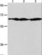 Apoptosis Inducing Factor Mitochondria Associated 1 antibody, LS-C400541, Lifespan Biosciences, Western Blot image 